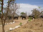 Une famille d'lphants traverse le campement de Nazinga !